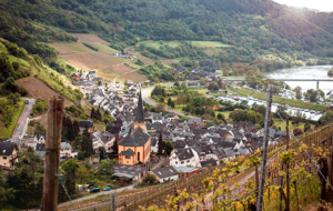 Der Blick aus dem Weinberg auf Senheim