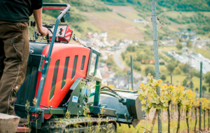 Weingut Loescher Erben - Arbeiten im Weinberg