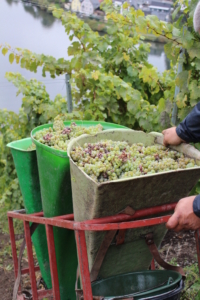 Weinernte an der schönen Mosel