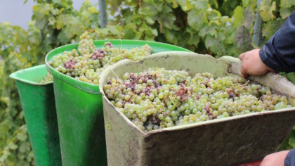 Weinernte an der schönen Mosel